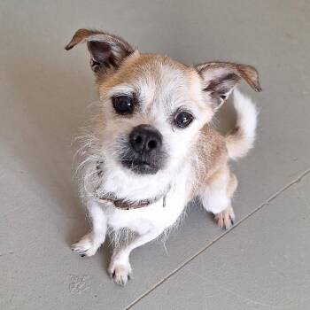 Terrier and Mixed Breed Dogs Available for Adoption in Bend, Oregon - Scooter | PetCurious