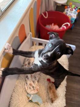 Rainbow Butterfly -  Pit Bull Terrier and Labrador Retriever Dog for Adoption in Friendswood, Texas - Rainbow Butterfly | PetCurious