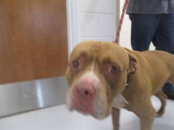 A390811 -  Staffordshire Bull Terrier Dog for Adoption in Ocala, Florida - A390811 | PetCurious