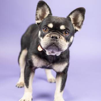 Precious -  French Bulldog Dog for Adoption in Portland, Oregon - Precious | PetCurious