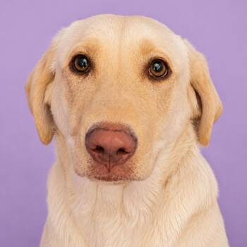 Sweet Caroline -  Labrador Retriever Dog for Adoption in Pulaski, Tennessee - Sweet Caroline | PetCurious