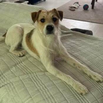 Dexter Alan -  Wirehaired Terrier and Mixed Breed Dog for Adoption in Overland Park, Kansas - Dexter Alan | PetCurious