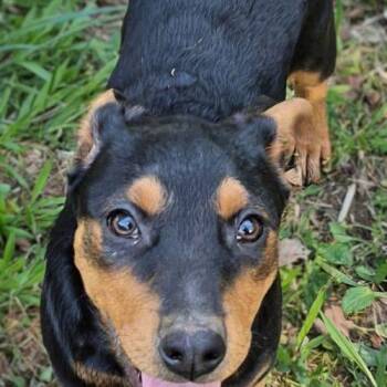 Australian Cattle Dog Blue Heeler and Mixed Breed Dogs Available for Adoption in Leesburg, Alabama - Cricket | PetCurious