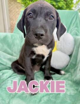 Jackie -  Pit Bull Terrier Dog for Adoption in Shalimar, Florida - Jackie | PetCurious