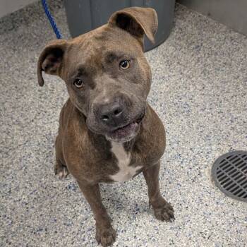 Grecia -  Mixed Breed Dog for Adoption in Greenville, South Carolina - Grecia | PetCurious