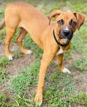 AC-5234 "Nellie" -  Boxer Dog for Adoption in Conyers, Georgia - AC-5234 "Nellie" | PetCurious