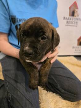 Australian Cattle Dog Blue Heeler and American Staffordshire Terrier Dogs Available for Adoption in Boston, Kentucky - Meadow | PetCurious