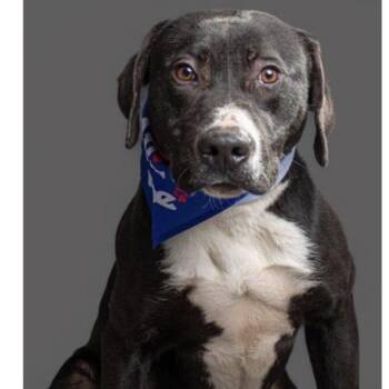 Labrador Retriever Dogs Available for Adoption in Williston, Vermont - Tooch | PetCurious