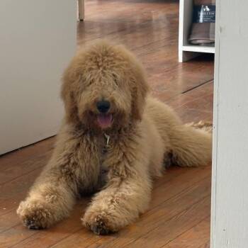 Goldendoodle Dogs Available for Adoption in Marfa, Texas - Churro | PetCurious