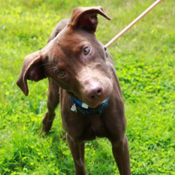 CT Baldwin -  Labrador Retriever and Mixed Breed Dog for Adoption in Eastford, Connecticut - CT Baldwin | PetCurious