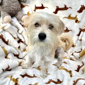 Ellie -  Chihuahua and Dachshund Dog for Adoption in Conroe, Texas - Ellie | PetCurious