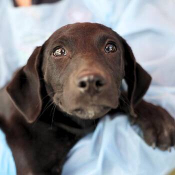 JUNIOR -  Labrador Retriever Dog for Adoption in San Antonio, Texas - JUNIOR | PetCurious