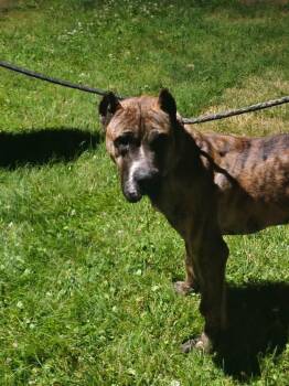 Treble -  Presa Canario Dog for Adoption in Glenfield, New York - Treble | PetCurious