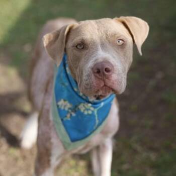 HONEY -  American Staffordshire Terrier Dog for Adoption in San Antonio, Texas - HONEY | PetCurious