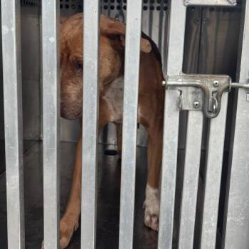 06/20/2026-Stray-SaintMarysRoad-1 -  Mixed Breed Dog for Adoption in Columbus, Georgia - 06/20/2026-Stray-SaintMarysRoad-1 | PetCurious