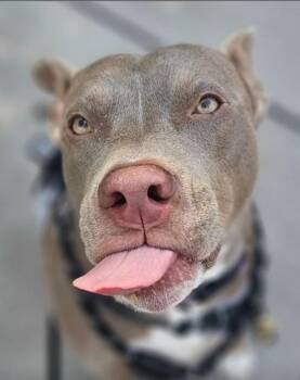 Melon -  American Bully and Pit Bull Terrier Dog for Adoption in Denver, Colorado - Melon | PetCurious