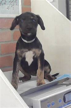 Labrador Retriever and Mixed Breed Dogs Available for Adoption - KILEY | PetCurious