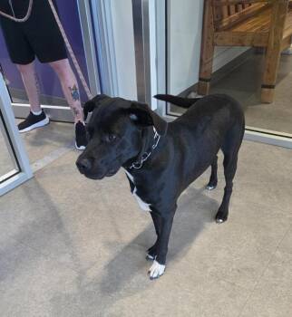 Sammy -  Mixed Breed Dog for Adoption in Bossier City, Louisiana - Sammy | PetCurious