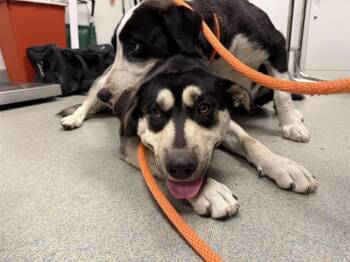 PEPPER -  German Shepherd Dog and Mixed Breed Dog for Adoption in Ontario, California - PEPPER | PetCurious