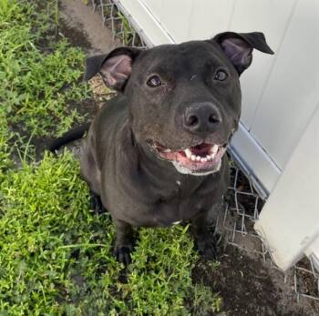 NALA -  Mixed Breed Dog for Adoption in Palmetto, Florida - NALA | PetCurious