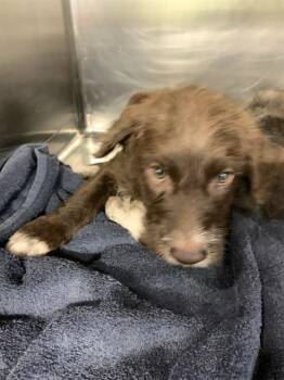 CHASE -  American Staffordshire Terrier Dog for Adoption in Grand Prairie, Texas - CHASE | PetCurious