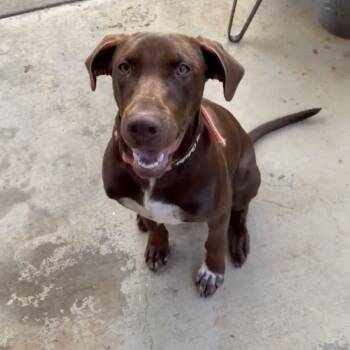 Rescue German Shorthaired Pointer Dogs for Adoption in Huntsville, Alabama - Blue | PetCurious