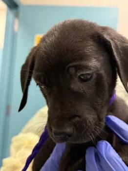 3 MUSKETEER -  Great Dane and Golden Retriever Dog for Adoption in Las Vegas, Nevada - 3 MUSKETEER | PetCurious