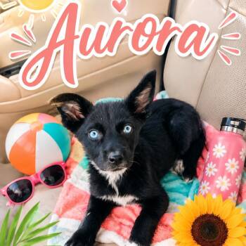 Siberian Husky and German Shepherd Dog Dogs Available for Adoption in Cleveland, Tennessee - Aurora | PetCurious