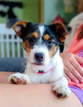 Dora -  Terrier Dog for Adoption in New London, Wisconsin - Dora | PetCurious