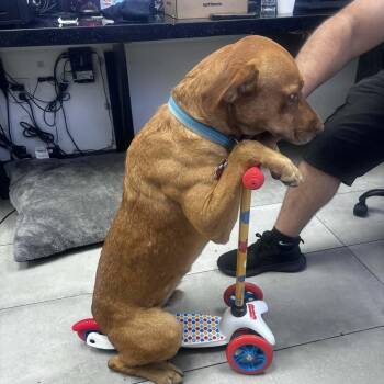 CARWASH BUDDY -  Redbone Coonhound and Rhodesian Ridgeback Dog for Adoption in Kaufman, Texas - CARWASH BUDDY | PetCurious