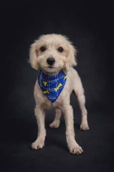 Havanese and Miniature Poodle Dogs Available for Adoption - Bed Bug  | PetCurious