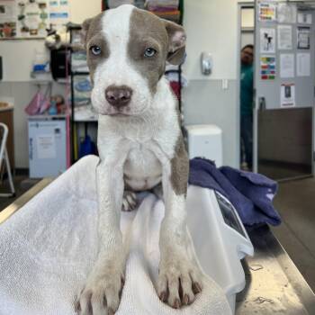 111736 -  Mixed Breed Dog for Adoption in Las Cruces, New Mexico - 111736 | PetCurious