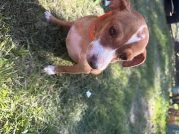 Cinch -  Dachshund Dog for Adoption in Louise, Texas - Cinch | PetCurious