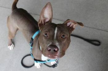 Pit Bull Terrier and Mixed Breed Dogs Available for Adoption in Kansas City, Missouri - Owen | PetCurious