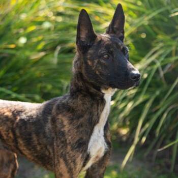 DIVA -  Dutch Shepherd and Mixed Breed Dog for Adoption in Camarillo, California - DIVA | PetCurious