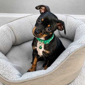 Marshall -  Chihuahua and Miniature Pinscher Dog for Adoption in Humble, Texas - Marshall | PetCurious