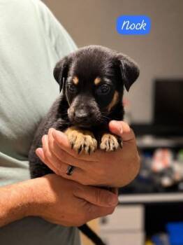 Nock -  Labrador Retriever Dog for Adoption in Clarksburg, Ontario - Nock | PetCurious