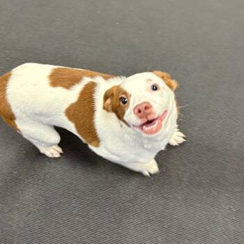 Jill -  Mixed Breed Dog for Adoption in New York, New York - Jill | PetCurious