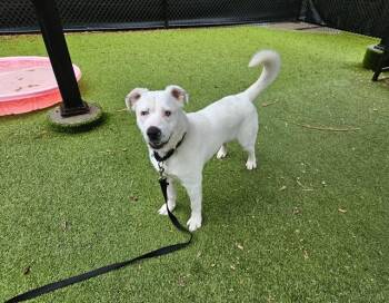 BLADE -  Labrador Retriever and Mixed Breed Dog for Adoption in Omaha, Nebraska - BLADE | PetCurious