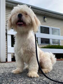 Rivers -  Shih Tzu and Mixed Breed Dog for Adoption in Fall River, Massachusetts - Rivers | PetCurious