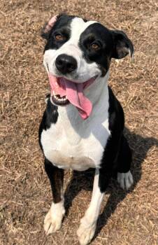 Gordy -  Mixed Breed Dog for Adoption in Chesterfield, South Carolina - Gordy | PetCurious