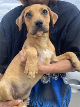 Labrador Retriever and Boxer Dogs Available for Adoption in Bolivar, Missouri - Pippa | PetCurious