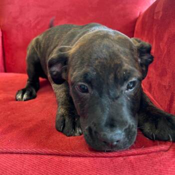 Boxer and Husky Dogs Available for Adoption - Ellen | PetCurious