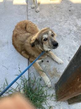 FLUFFY -  Mixed Breed Dog for Adoption in Dallas, Texas - FLUFFY | PetCurious