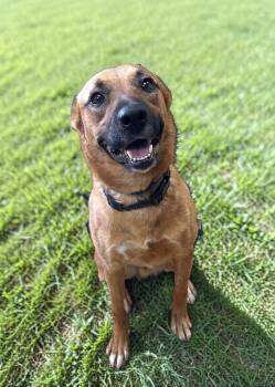 German Shepherd Dog Dogs Available for Adoption in Sullivan, Indiana - Wiley | PetCurious