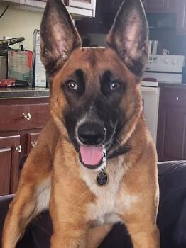 Ludo -  Belgian Shepherd Malinois and Australian Shepherd Dog for Adoption in Bloomington, Indiana - Ludo | PetCurious