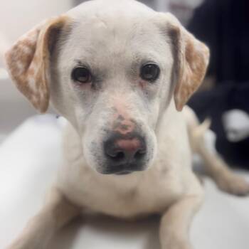Labrador Retriever and Mixed Breed Dogs Available for Adoption in Starkville, Mississippi - Snowball | PetCurious