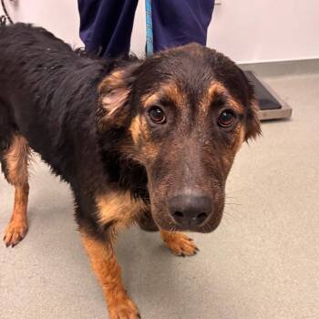 Alexis -  Shepherd and Mixed Breed Dog for Adoption in Abilene, Texas - Alexis | PetCurious