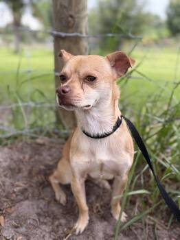 Walter -  Chihuahua Dog for Adoption in Lorida, Florida - Walter | PetCurious