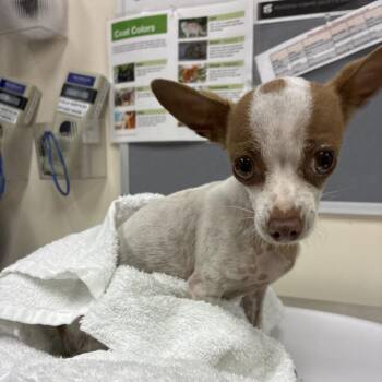 Conchita -  Chihuahua Dog for Adoption in Pasadena, California - Conchita | PetCurious